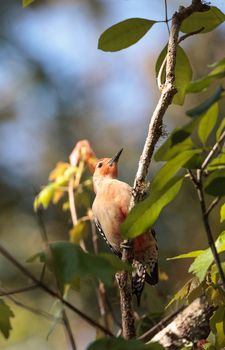 Red-bellied woodpecker Melanerpes carolinus pecks at a tree in Naples, Florida