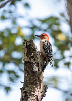 Red-bellied woodpecker Melanerpes carolinus pecks at a palm tree in Naples, Florida