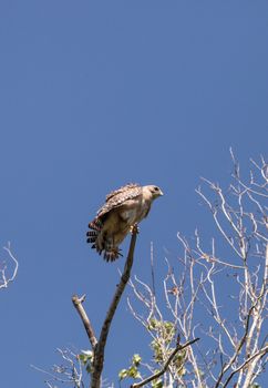 Red shouldered Hawk Buteo lineatus hunts for prey in the Corkscrew Swamp Sanctuary of Naples, Florida