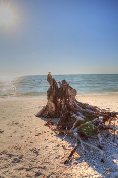 Driftwood on white sand beach of Delnor-Wiggins Pass State Park with a blue sky above in Naples, Florida.