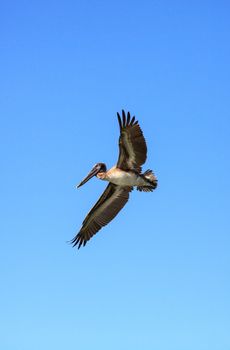 Brown pelican Pelecanus occidentalis flies over the ocean at Delnor-Wiggins Pass State Park in Naples, Florida