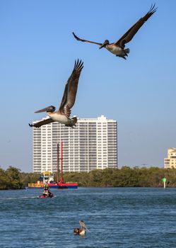 Brown pelican Pelecanus occidentalis flies over the ocean at Delnor-Wiggins Pass State Park in Naples, Florida