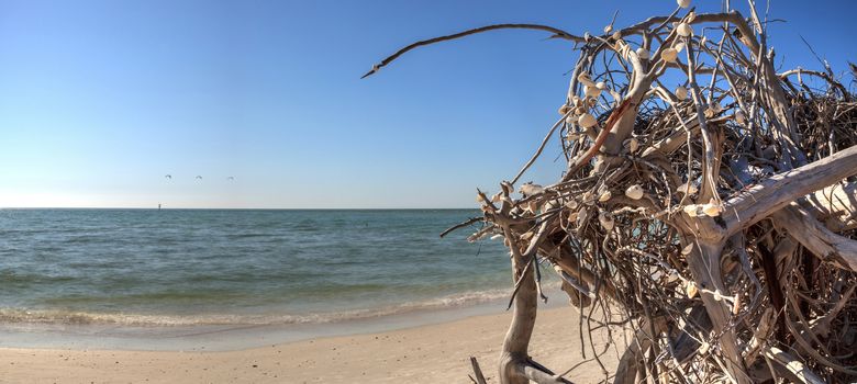 Driftwood on white sand beach of Delnor-Wiggins Pass State Park with a blue sky above in Naples, Florida.