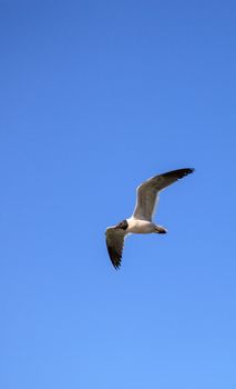 Laughing gull Leucophaeus atricilla flies over the ocean at Delnor-Wiggins Pass State Park in Naples, Florida