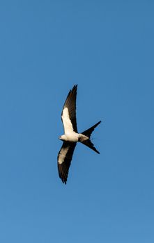 Swallow-tailed kite collects Spanish moss to build a nest in the Corkscrew Swamp Sanctuary of Naples, Florida