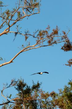 Swallow-tailed kite collects Spanish moss to build a nest in the Corkscrew Swamp Sanctuary of Naples, Florida