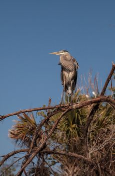 Great blue heron Ardea herodias looks out over the ocean at Delnor-Wiggins Pass State Park in Naples, Florida