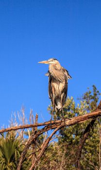 Great blue heron Ardea herodias looks out over the ocean at Delnor-Wiggins Pass State Park in Naples, Florida