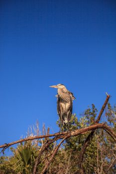 Great blue heron Ardea herodias looks out over the ocean at Delnor-Wiggins Pass State Park in Naples, Florida