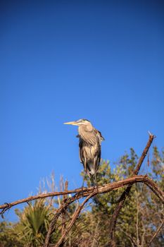 Great blue heron Ardea herodias looks out over the ocean at Delnor-Wiggins Pass State Park in Naples, Florida