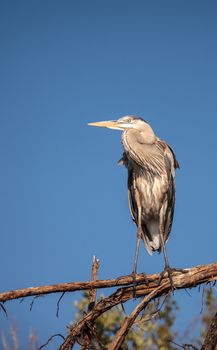 Great blue heron Ardea herodias looks out over the ocean at Delnor-Wiggins Pass State Park in Naples, Florida