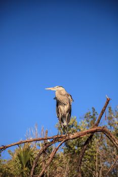 Great blue heron Ardea herodias looks out over the ocean at Delnor-Wiggins Pass State Park in Naples, Florida