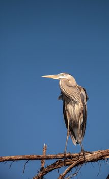 Great blue heron Ardea herodias looks out over the ocean at Delnor-Wiggins Pass State Park in Naples, Florida