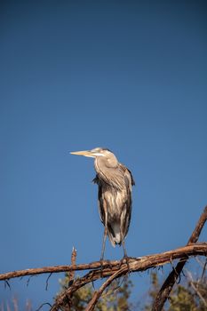 Great blue heron Ardea herodias looks out over the ocean at Delnor-Wiggins Pass State Park in Naples, Florida