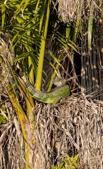 Green iguana stretches out under a palm tree not far from where a bird nest in Naples, Florida