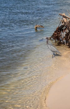 Little blue heron bird Egretta caerulea hunts for fish in the ocean at Delnor-Wiggins Pass State Park in Naples, Florida