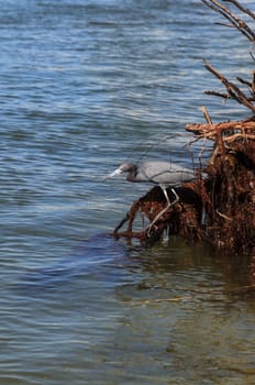 Little blue heron bird Egretta caerulea hunts for fish in the ocean at Delnor-Wiggins Pass State Park in Naples, Florida