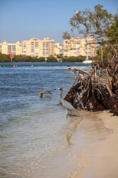 Little blue heron bird Egretta caerulea hunts for fish in the ocean at Delnor-Wiggins Pass State Park in Naples, Florida