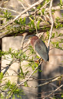 Green heron Butorides virescens hunts in a pond in the Corkscrew Swamp Sanctuary of Naples, Florida