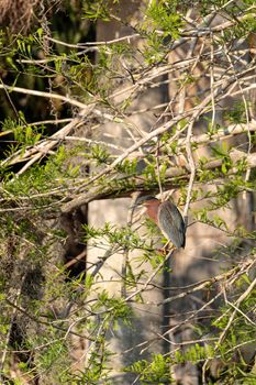 Green heron Butorides virescens hunts in a pond in the Corkscrew Swamp Sanctuary of Naples, Florida