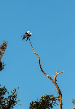 Two Swallow-tailed kite birds mate on top of a dead tree in the Corkscrew Swamp Sanctuary of Naples, Florida