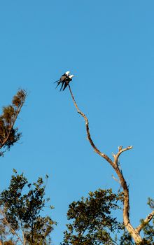 Two Swallow-tailed kite birds mate on top of a dead tree in the Corkscrew Swamp Sanctuary of Naples, Florida