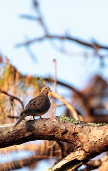 Mourning dove Zenaida macroura bird perches in a tree in the Corkscrew Swamp Sanctuary of Naples, Florida