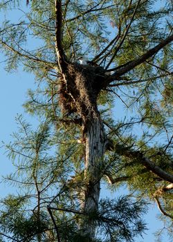 Swallow-tailed kite collects Spanish moss to build a nest in the Corkscrew Swamp Sanctuary of Naples, Florida