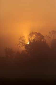 Orange silhouette of the sun rising through the trees on a foggy morning