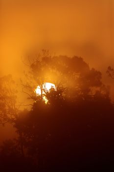 Orange silhouette of the sun rising through the trees on a foggy morning