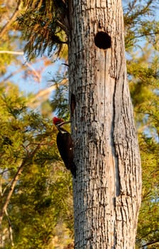 Male pileated woodpecker bird Dryocopus pileatus in the hole of a pine tree at the Corkscrew Swamp Sanctuary in Naples, Florida