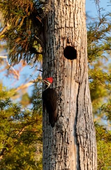 Male pileated woodpecker bird Dryocopus pileatus in the hole of a pine tree at the Corkscrew Swamp Sanctuary in Naples, Florida