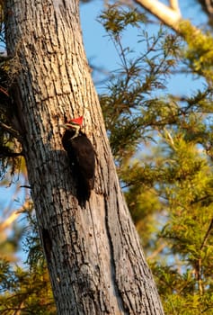 Male pileated woodpecker bird Dryocopus pileatus in the hole of a pine tree at the Corkscrew Swamp Sanctuary in Naples, Florida