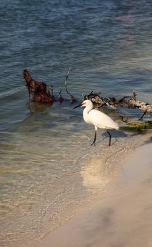 Snowy egret Egretta thula bird hunts for fish in the ocean at Delnor-Wiggins Pass State Park in Naples, Florida