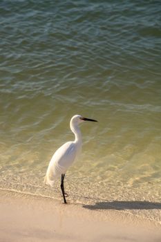 Snowy egret Egretta thula bird hunts for fish in the ocean at Delnor-Wiggins Pass State Park in Naples, Florida