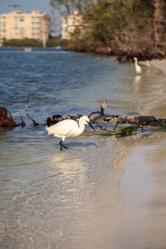 Snowy egret Egretta thula bird hunts for fish in the ocean at Delnor-Wiggins Pass State Park in Naples, Florida