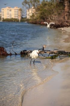 Snowy egret Egretta thula bird hunts for fish in the ocean at Delnor-Wiggins Pass State Park in Naples, Florida