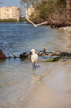 Snowy egret Egretta thula bird hunts for fish in the ocean at Delnor-Wiggins Pass State Park in Naples, Florida