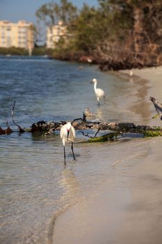 Snowy egret Egretta thula bird hunts for fish in the ocean at Delnor-Wiggins Pass State Park in Naples, Florida