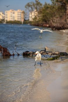 Snowy egret Egretta thula bird hunts for fish in the ocean at Delnor-Wiggins Pass State Park in Naples, Florida