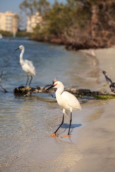 Snowy egret Egretta thula bird hunts for fish in the ocean at Delnor-Wiggins Pass State Park in Naples, Florida