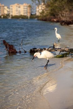 Snowy egret Egretta thula bird hunts for fish in the ocean at Delnor-Wiggins Pass State Park in Naples, Florida