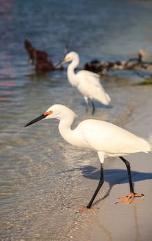 Snowy egret Egretta thula bird hunts for fish in the ocean at Delnor-Wiggins Pass State Park in Naples, Florida