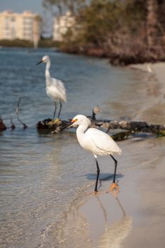 Snowy egret Egretta thula bird hunts for fish in the ocean at Delnor-Wiggins Pass State Park in Naples, Florida