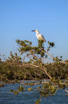 Snowy egret Egretta thula bird hunts for fish in the ocean at Delnor-Wiggins Pass State Park in Naples, Florida