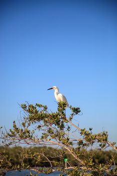 Snowy egret Egretta thula bird hunts for fish in the ocean at Delnor-Wiggins Pass State Park in Naples, Florida