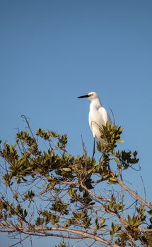 Snowy egret Egretta thula bird hunts for fish in the ocean at Delnor-Wiggins Pass State Park in Naples, Florida