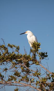 Snowy egret Egretta thula bird hunts for fish in the ocean at Delnor-Wiggins Pass State Park in Naples, Florida