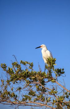 Snowy egret Egretta thula bird hunts for fish in the ocean at Delnor-Wiggins Pass State Park in Naples, Florida