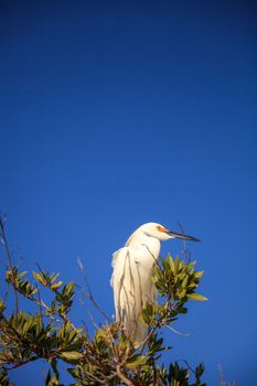 Snowy egret Egretta thula bird hunts for fish in the ocean at Delnor-Wiggins Pass State Park in Naples, Florida